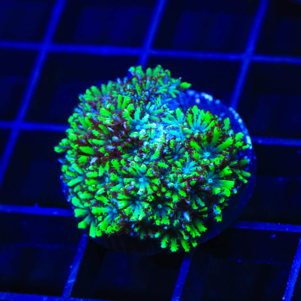 Blue Green Sympodium Coral - Top Shelf Aquatics