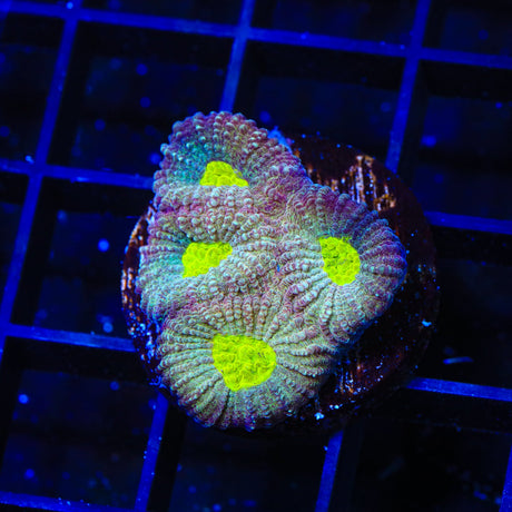 Cherry Slush Favia Coral