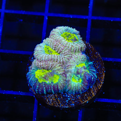 Cherry Slush Favia Coral