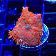 Cosmo Mushroom Coral