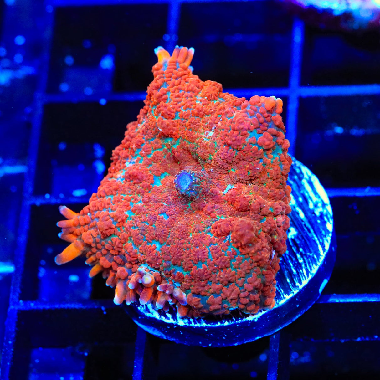 Cosmo Mushroom Coral