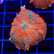 Cosmo Mushroom Coral