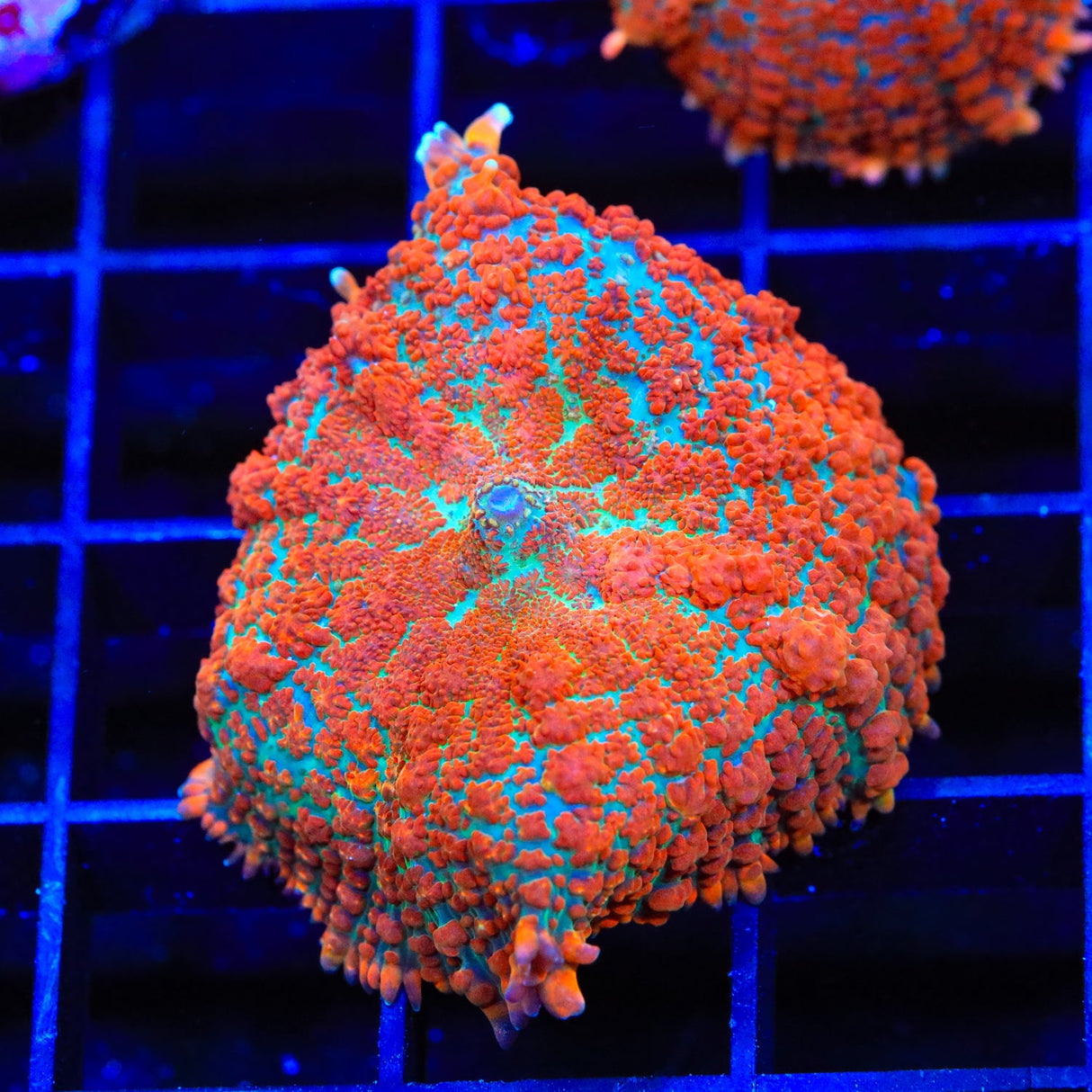 Cosmo Mushroom Coral