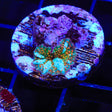 TSA Candyland Mushroom Coral