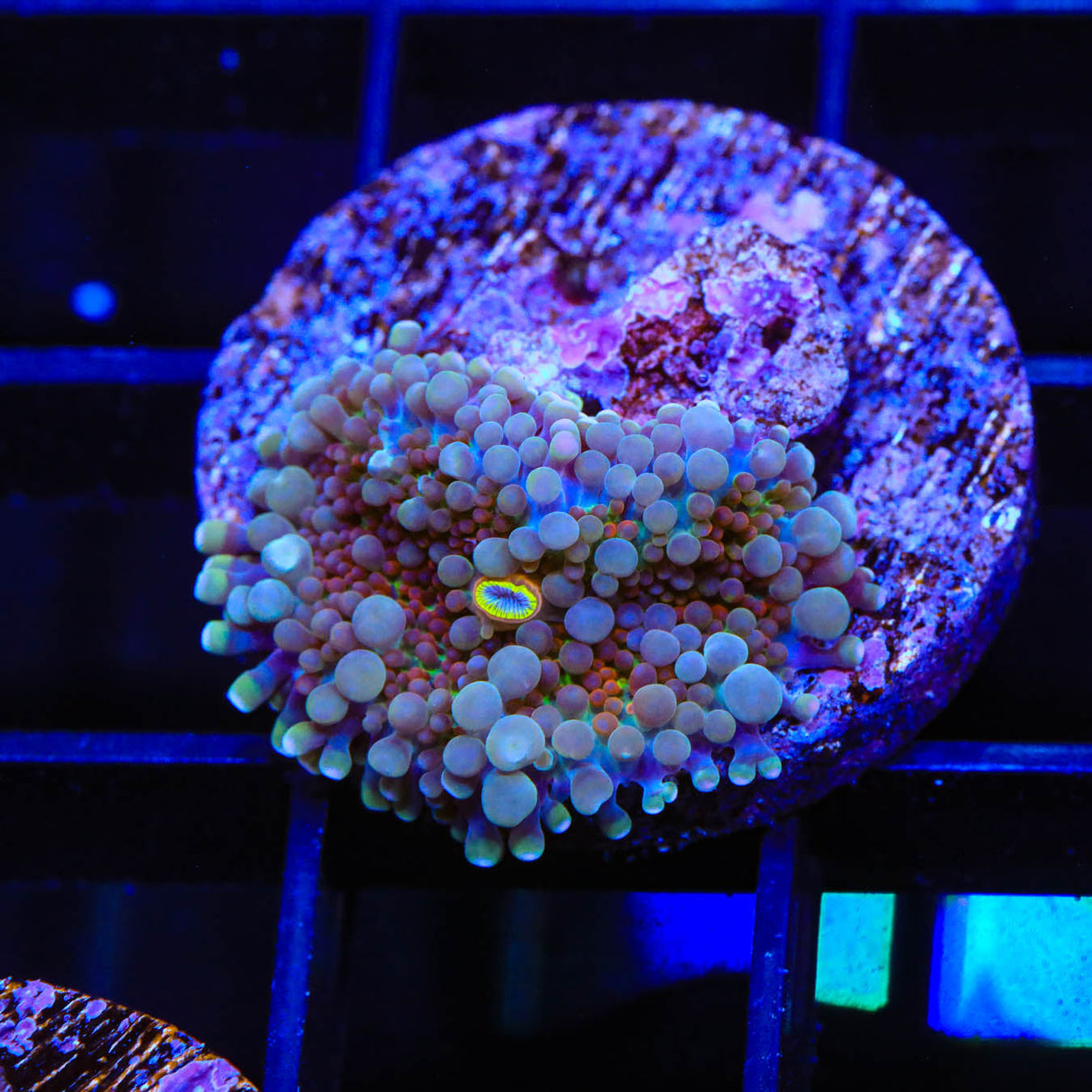 Rainbow Ricordea Coral