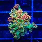 TSA Bangarang Alveopora Coral - Top Shelf Aquatics