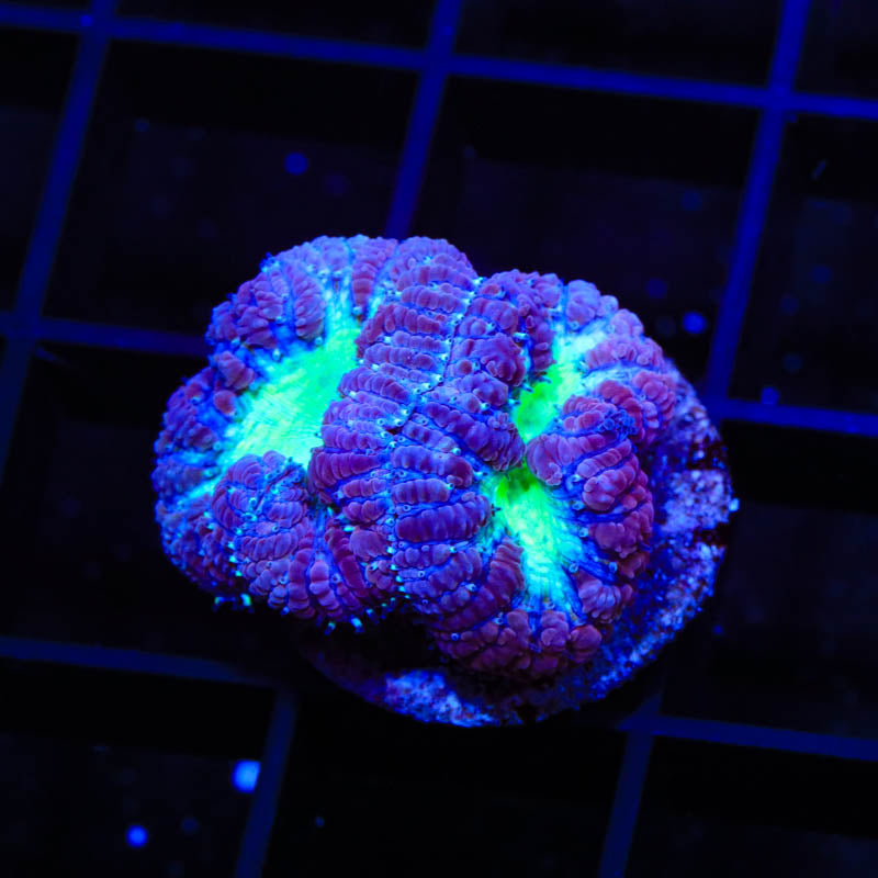 Blueberry Blastomussa Coral