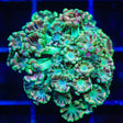 TSA Orangutan Alveopora Coral - Top Shelf Aquatics