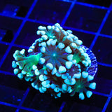 TSA Snow Top Alveopora Coral - Top Shelf Aquatics