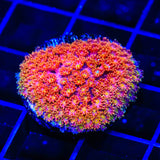 TSA Fantasia Goniopora Coral