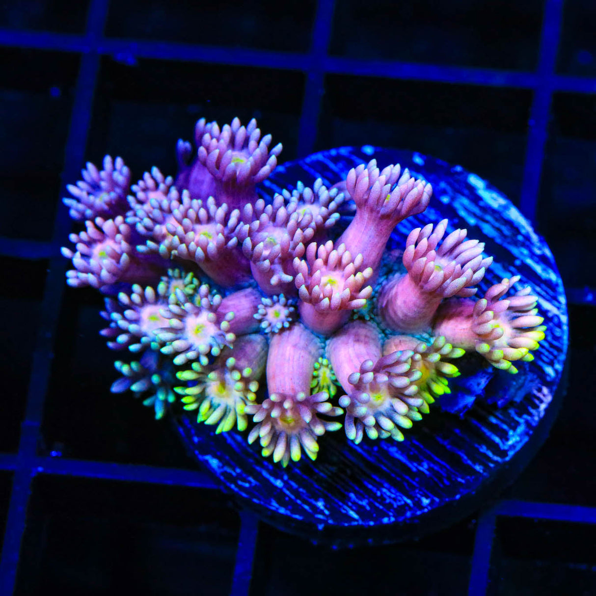 TSA Fantasy World Goniopora Coral