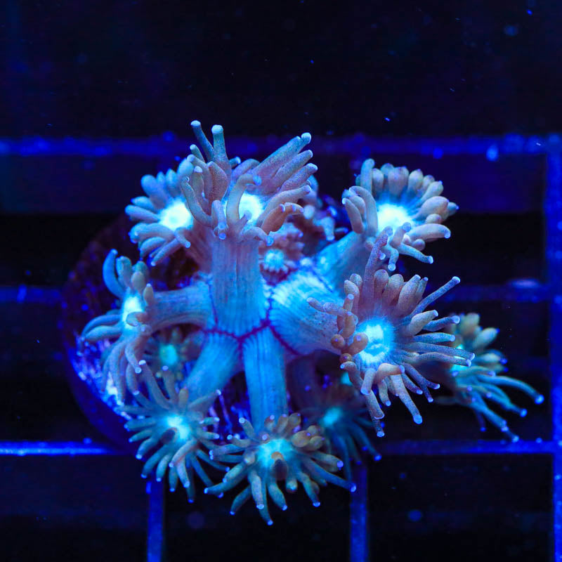 TSA Peach Dream Goniopora Coral