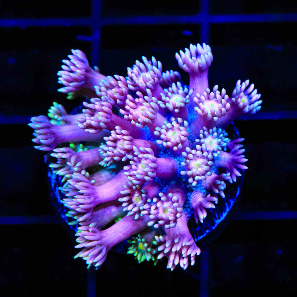 TSA Fantasy World Goniopora Coral