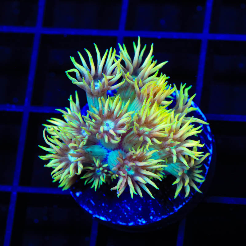 TSA Squanchy Goniopora Coral - Top Shelf Aquatics