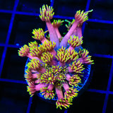 TSA Birthday Cake Goniopora Coral