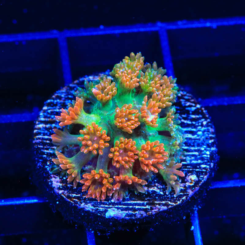 TSA Pumpkinhead Goniopora Coral - Top Shelf Aquatics