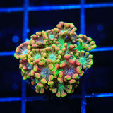 TSA Bangarang Alveopora Coral