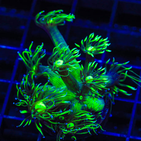 TSA Highlighter Goniopora Coral