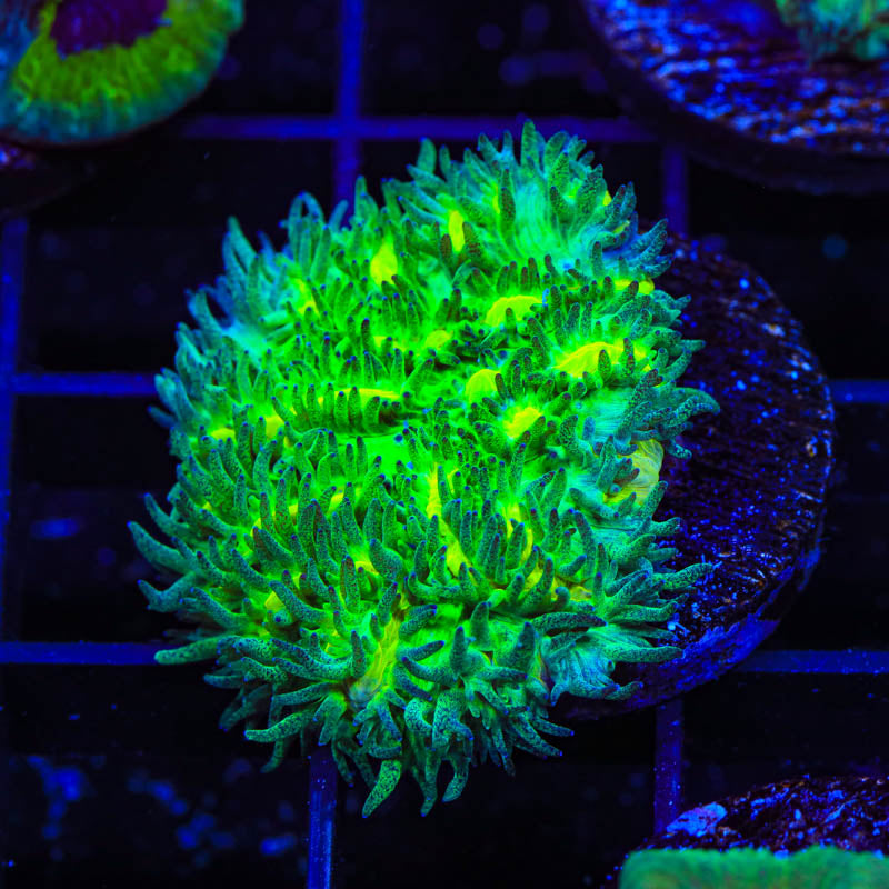 TSA Lemon Lime Hydnophora Coral