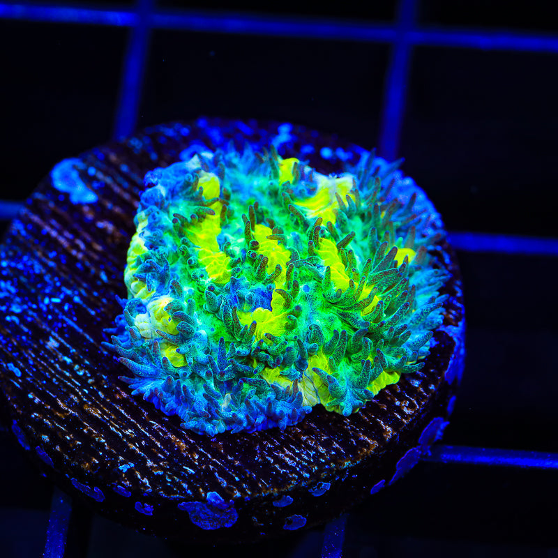 TSA Lemon Lime Hydnophora Coral