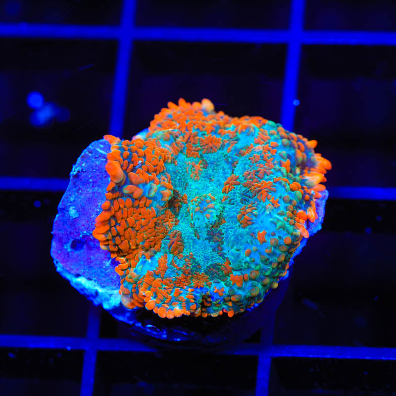 TSA Tide Pool Rhodactis Mushroom Coral - Top Shelf Aquatics
