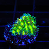 TSA Lemon Lime Hydnophora Coral