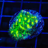 TSA Lemon Lime Hydnophora Coral