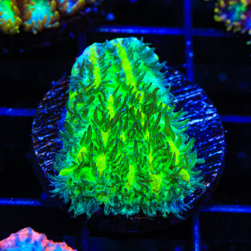 TSA Lemon Lime Hydnophora Coral