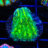 TSA Lemon Lime Hydnophora Coral