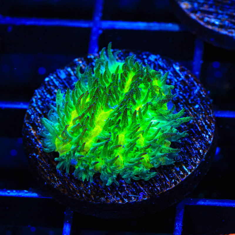 TSA Lemon Lime Hydnophora Coral