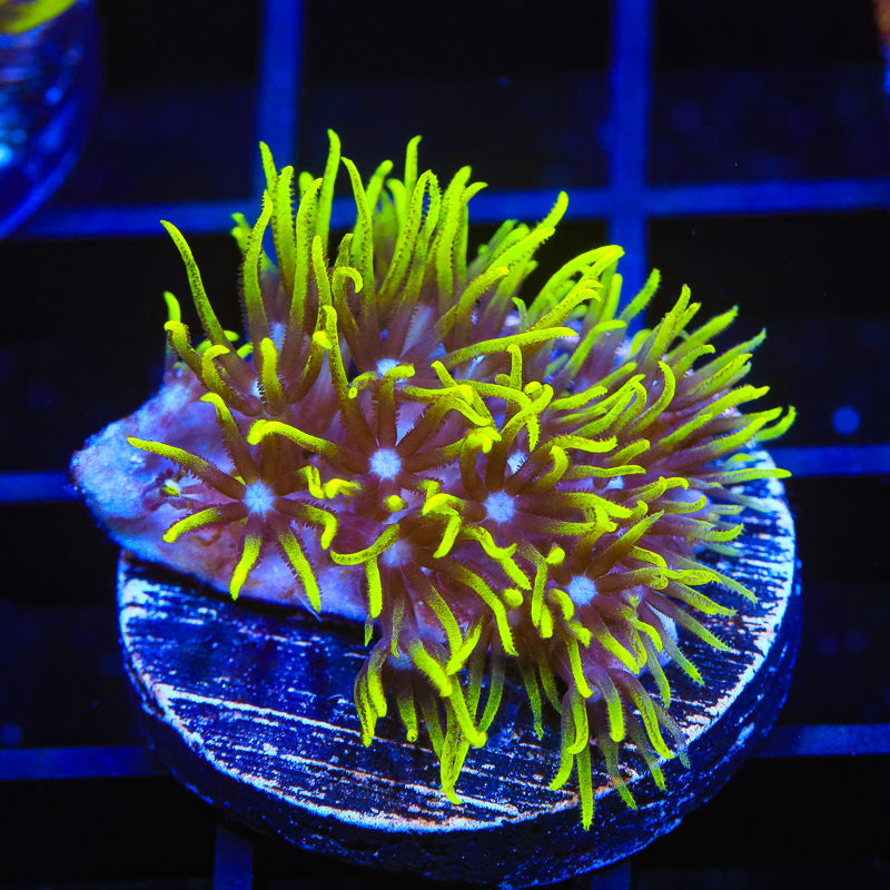 Blue Eye Star Polyps Coral