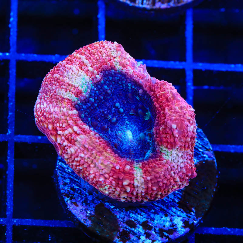 Cherry Pie Bowerbanki Coral