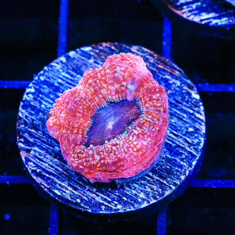 Strawberry Bowerbanki Coral