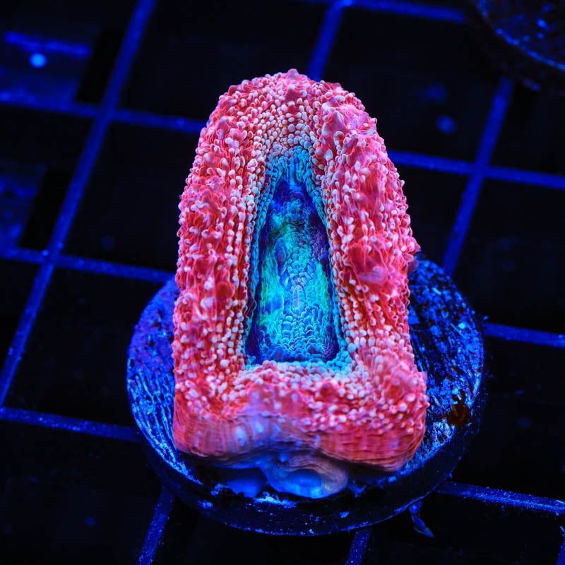 Strawberry Bowerbanki Coral