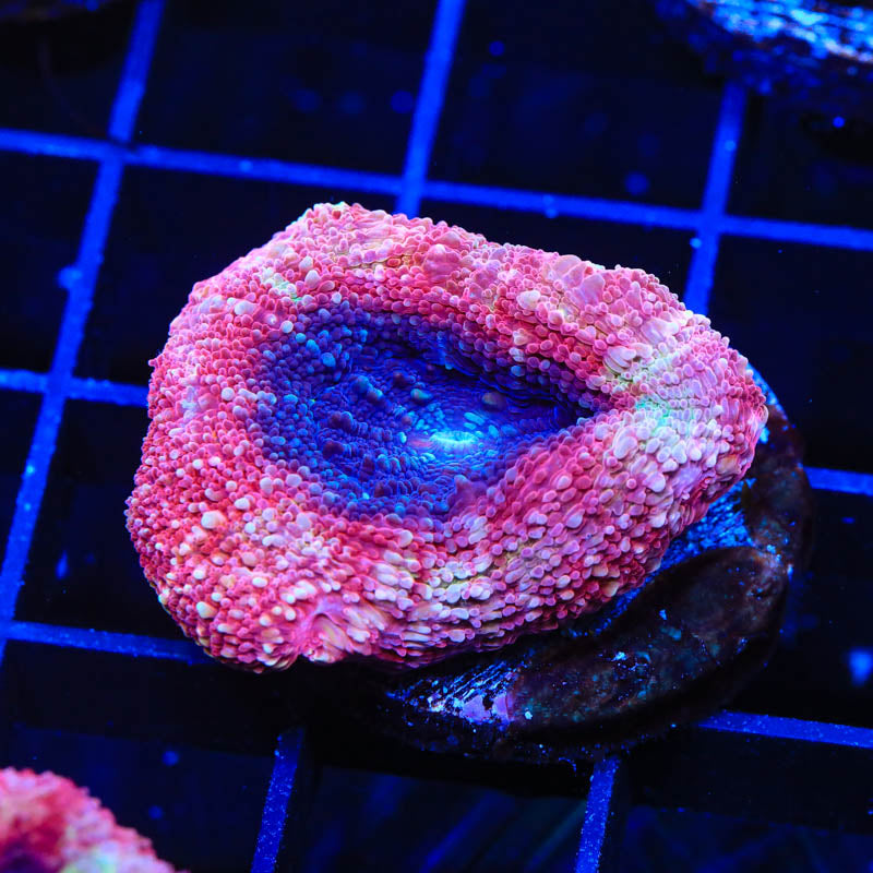 Cherry Pie Bowerbanki Coral