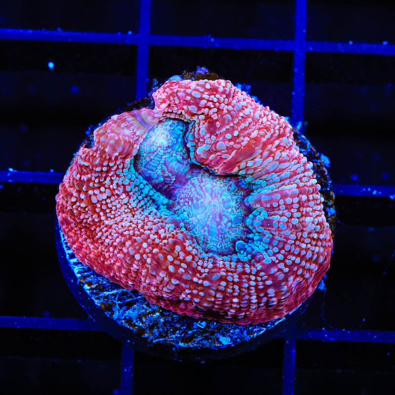 Strawberry Bowerbanki Coral