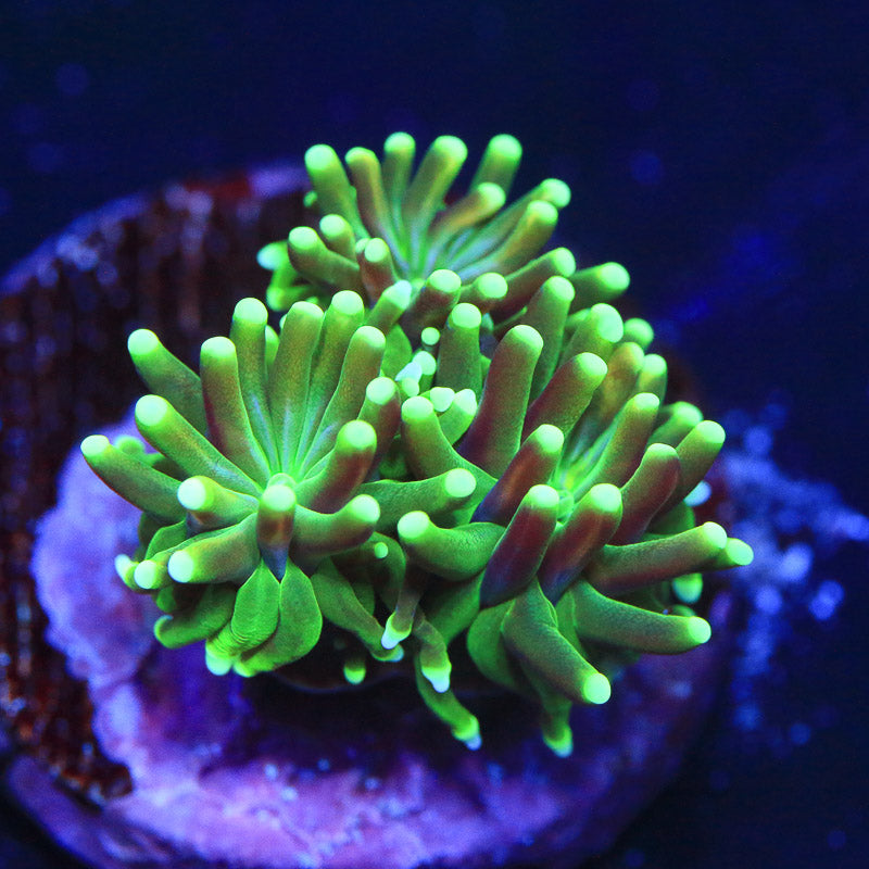 TSA Evergreen Galaxea Coral