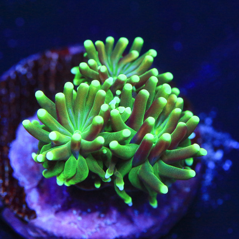TSA Evergreen Galaxea Coral - Top Shelf Aquatics