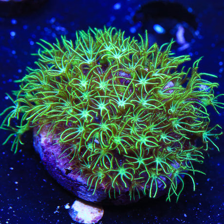 Mint Green Star Polyps Coral