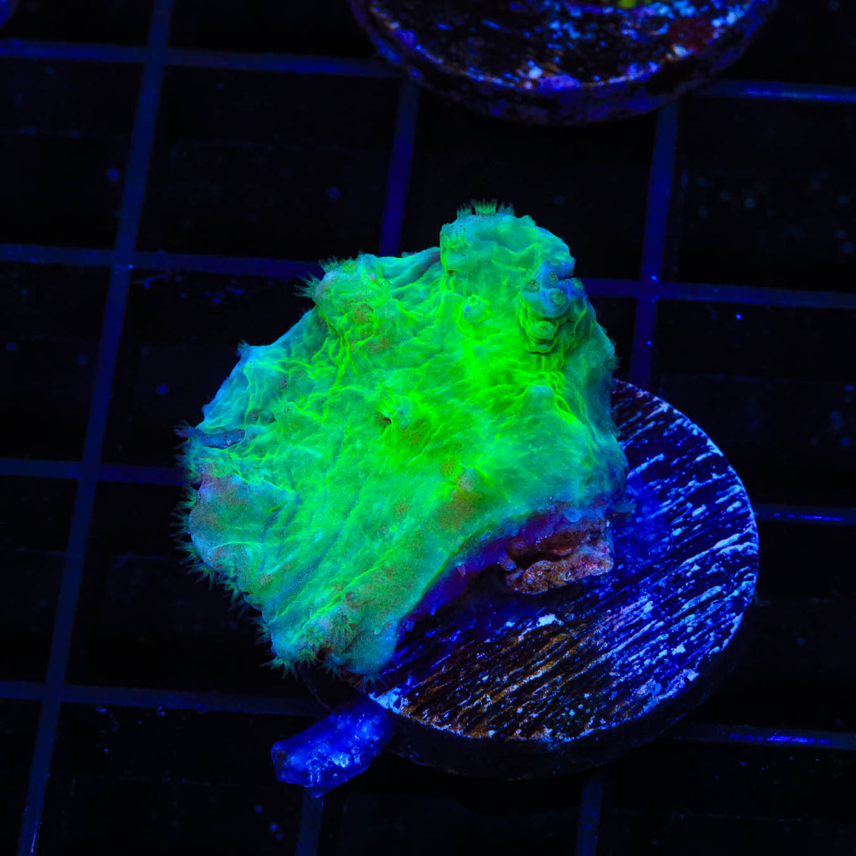 Green Cabbage Leather Coral - Top Shelf Aquatics