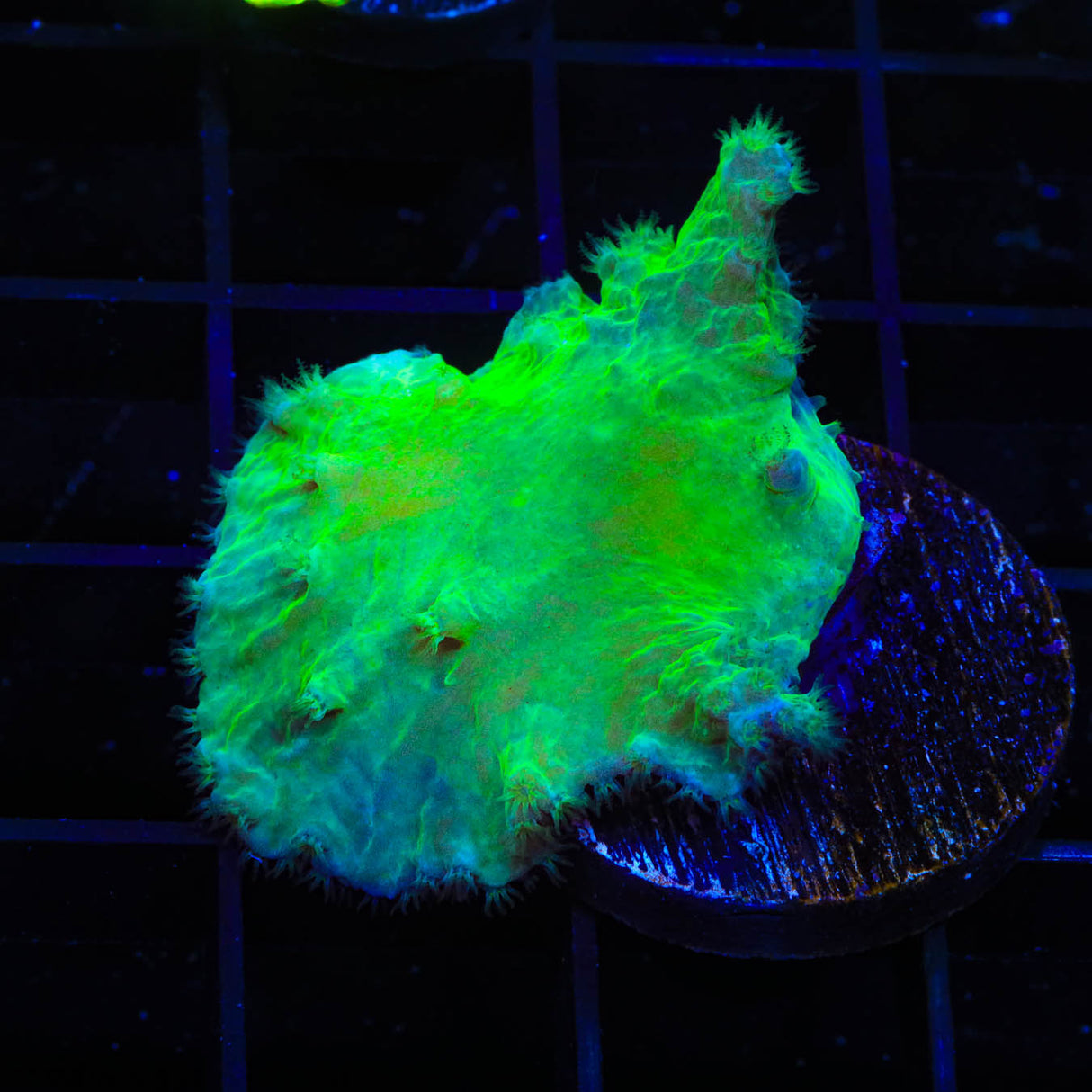 Green Cabbage Leather Coral - Top Shelf Aquatics