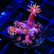 TSA Firepower Goniopora Coral