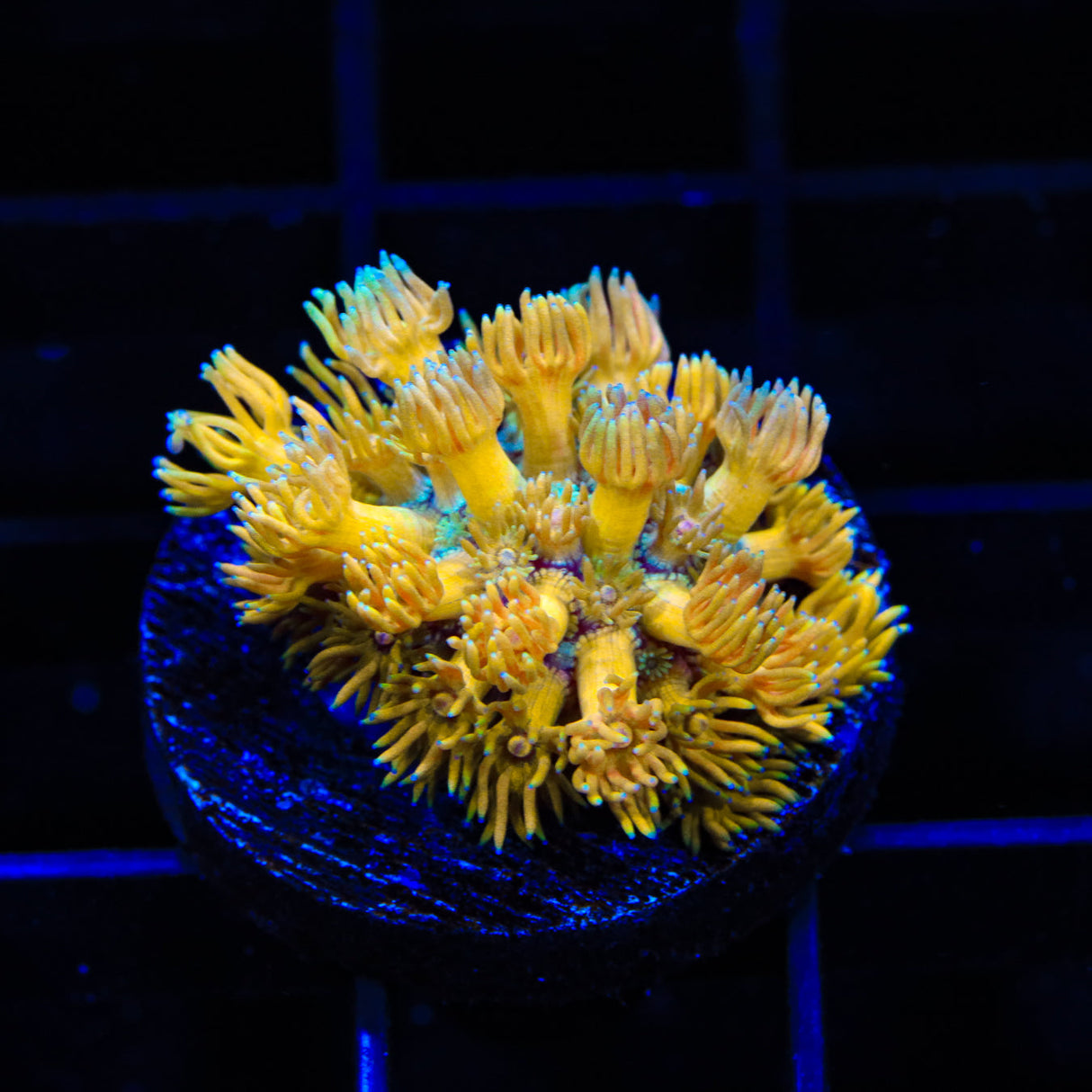 TSA Orange Sherbet Goniopora Coral