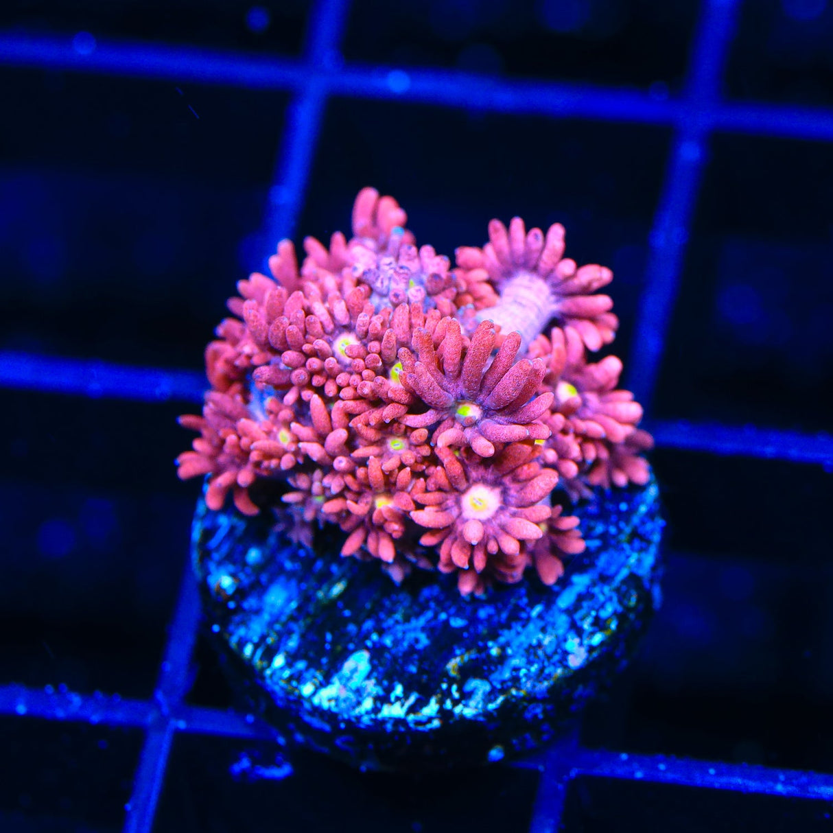 TSA Flower Pot Goniopora Coral