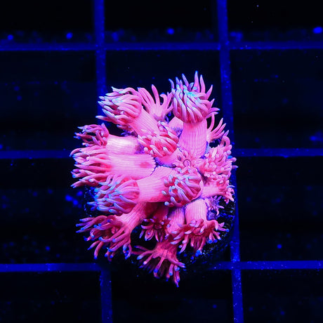 TSA Barbie World Goniopora Coral