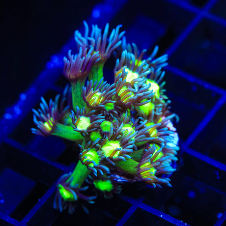 TSA Sparkle Goniopora Coral