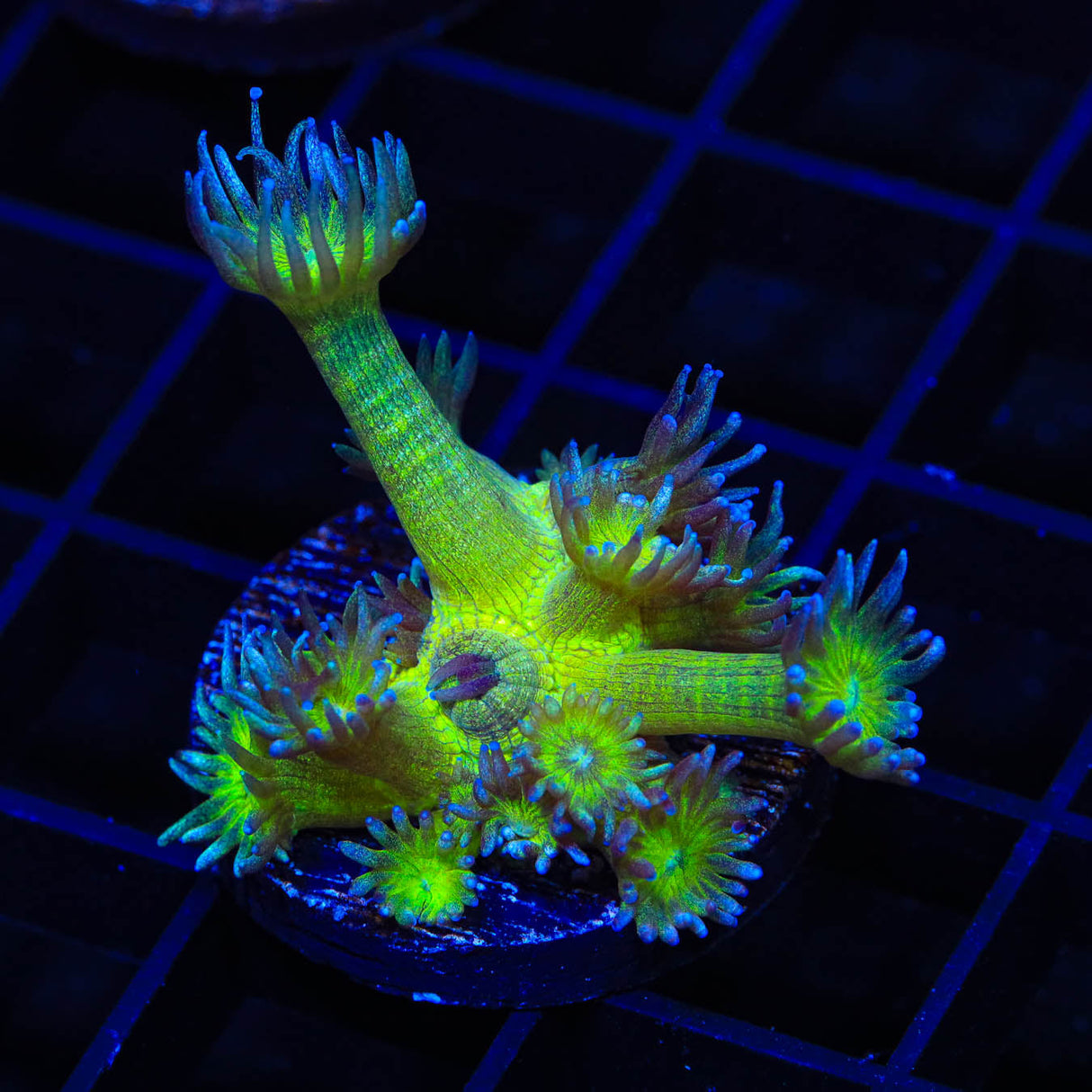 TSA Sparkle Goniopora Coral - Top Shelf Aquatics