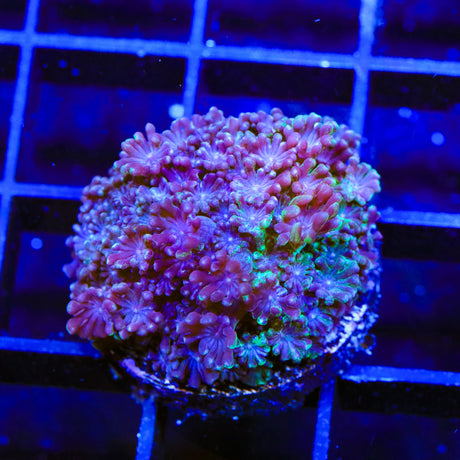 TSA Plum Alveopora Coral