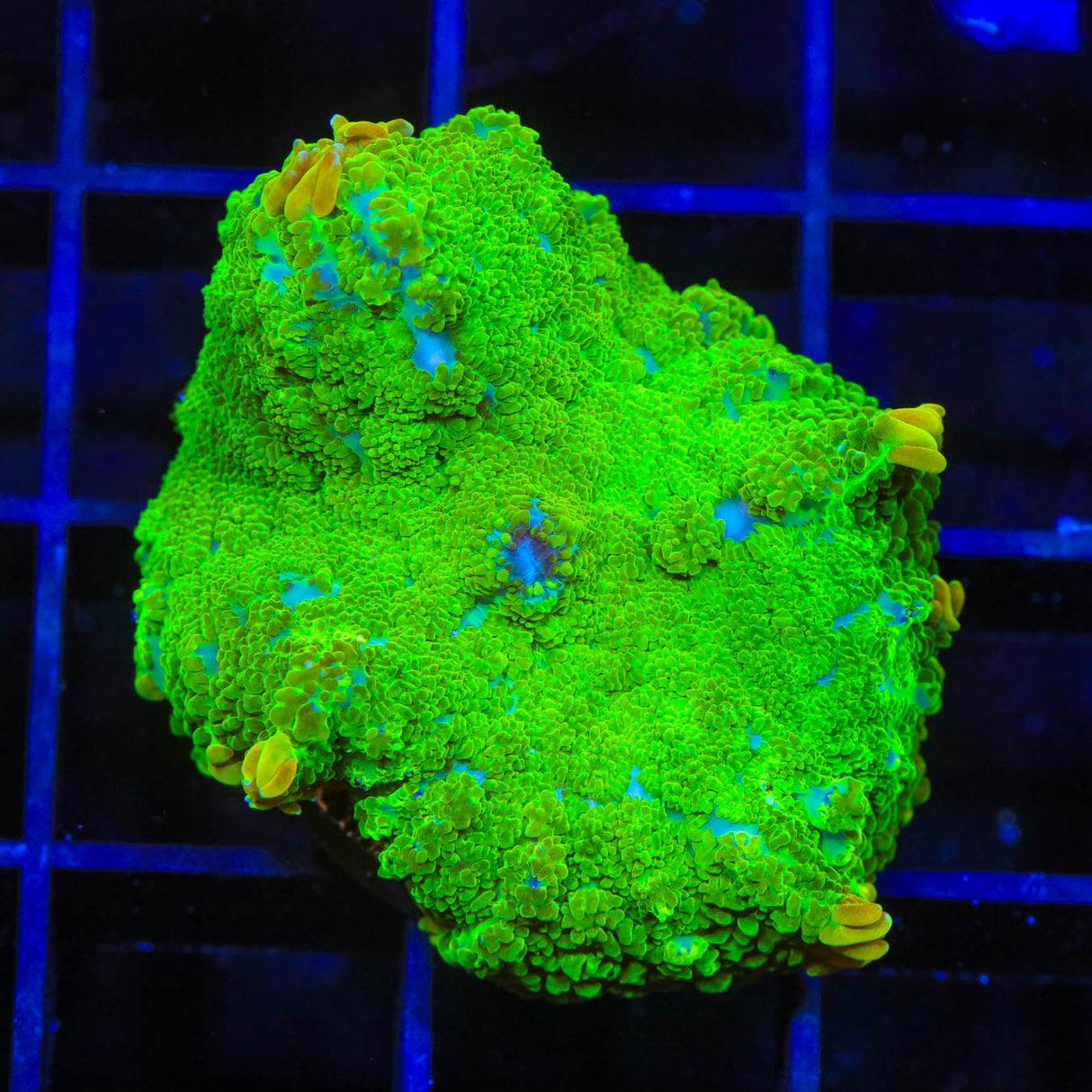 TSA Blastwave Rhodactis Mushroom Coral