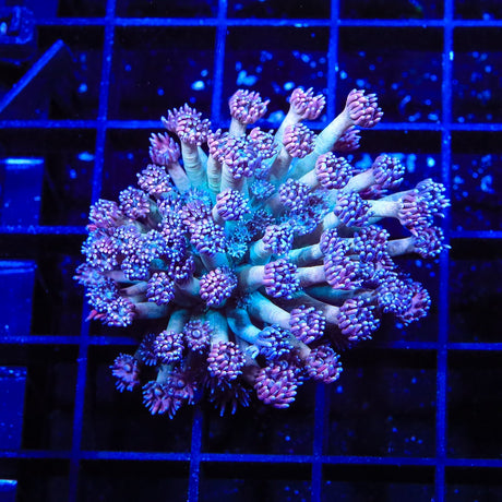 TSA Strawberry Kiwi Goniopora Coral